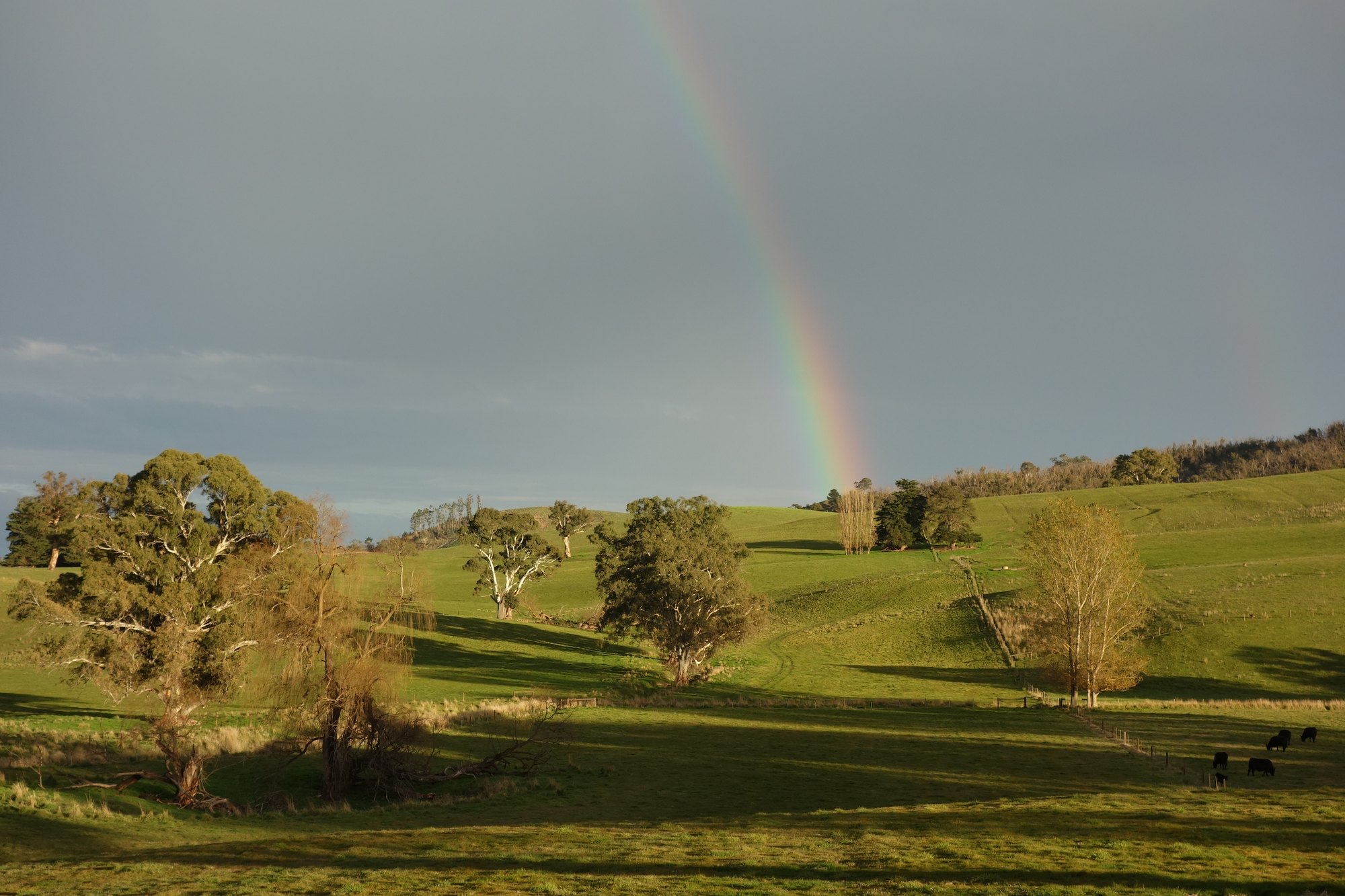 Adelaide Hills pasture and gum trees under a rainbow